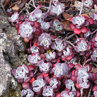 sedum spathulifolium purpureum sedum spathulifolium purpureum